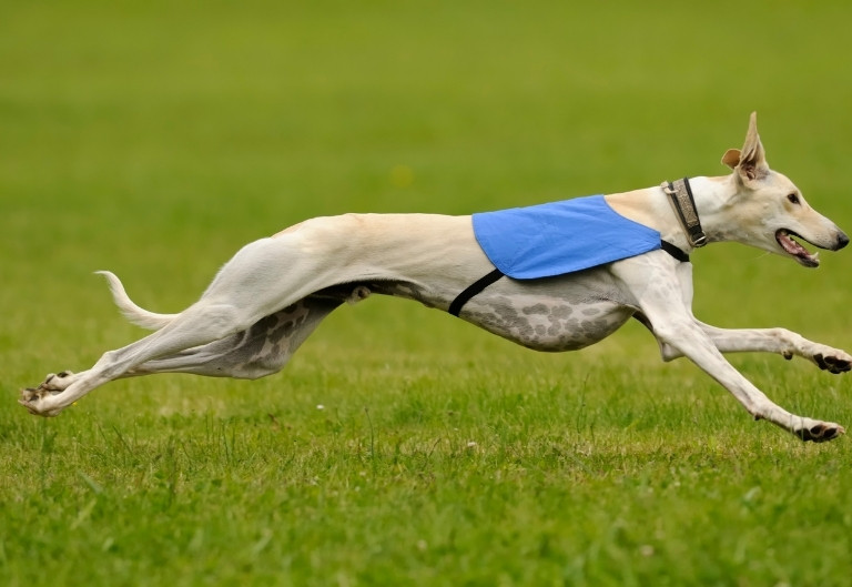 marketing-publicite-payante-sea-sea-106